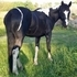 FLASHY BLACK & WHITE MARE