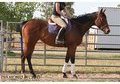 Fancy 'A' circuit Hunter/Eq prospect