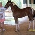 2012 Beautiful APHA Bay Filly