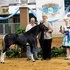 ASPC Shetland Stallion - Congress Winner!
