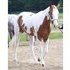 Started under saddle PRICE REDUCE MUST SELL