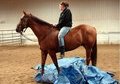 Nice, safe trail horse!
