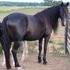 Very heavy bodied mare with fantasy mane