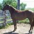 Nice two year old ready to start!