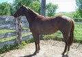 Nice two year old ready to start!
