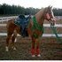 USERL-adopt a horse cuzco