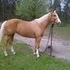 Solid 1D MARE