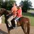 Registered Morgan Gelding
