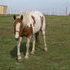 Awesome Paint broodmare!