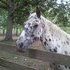 4 yr old Leopard Gelding