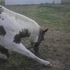 AWESOME PAINT MARE