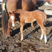 2013 colt Boonlight Dancer/Playboys Jack frost breeding