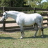 Very nice MEDIUM PONY with show experience