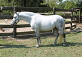 Very nice MEDIUM PONY with show experience