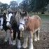Flashy Chestnut Blagdon Filly