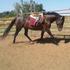 Silver Premium RSPI Filly