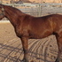 2008 Arabian gelding  