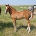 Nice, Flashy colt 
