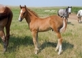 Nice, Flashy colt 