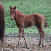 2013 Boonlight Dancer/Docs Malbec breeding