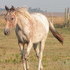 Solar Flair/Wapiti stud propsect