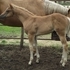 World class show filly