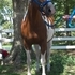 Easy Going, Colonel Freckels- Paint Mare!