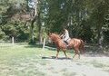 Warmblood prospect