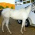 Gorgeous Arab Gelding, A Must See!