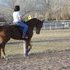 BIG Flashy Half Arab Hunter