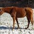 Fancy Hunter Prospect- 10+ Mover