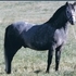 Champion Section B Stallion