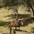 STOLEN 27 Year Old BLM Mustang Mare!