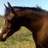 Beautiful Arab mare - make offers