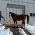 Make an Offer on this Fabulously Gaited Gelding