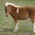 Flashy Sorrel Filly * Kids Pony