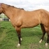 APHA 7 YO Fancy Dun Mare 