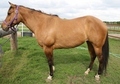 APHA 7 YO Fancy Dun Mare 