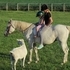 Lovely & Level-headed ArabX mare