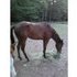 Reg AQHA  2yr old Filly