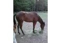 Reg AQHA  2yr old Filly