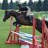 Next eventer or jumper