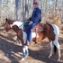Beautiful APHA Mare