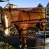 REDUCED Paint Filly D4C top and bottom 
