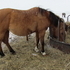 MAKE AN OFFER!!Beautiful Dun Mare