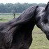 Looking for type, temperament & trainability?