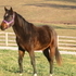 3 year old Prospect