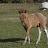 MINI YEARLING COLT