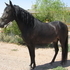 Peruvian Paso Gelding