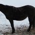 MAKE AN OFFER!!!  Nice Brown (black) Mare
